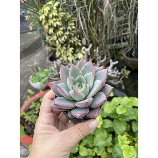 Sen đá mận tím size nhỏ