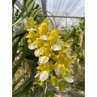 Cây giống giáng hương kuki VÀNG
