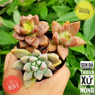 sen đá Đá ghép🍏 |FREESHIP| 🔥 XỨ NÓNG, ĐÃ THUẦN KHÍ HẬU, KHOẺ ĐẸP 🍏 LỖI 1 ĐỔI 1