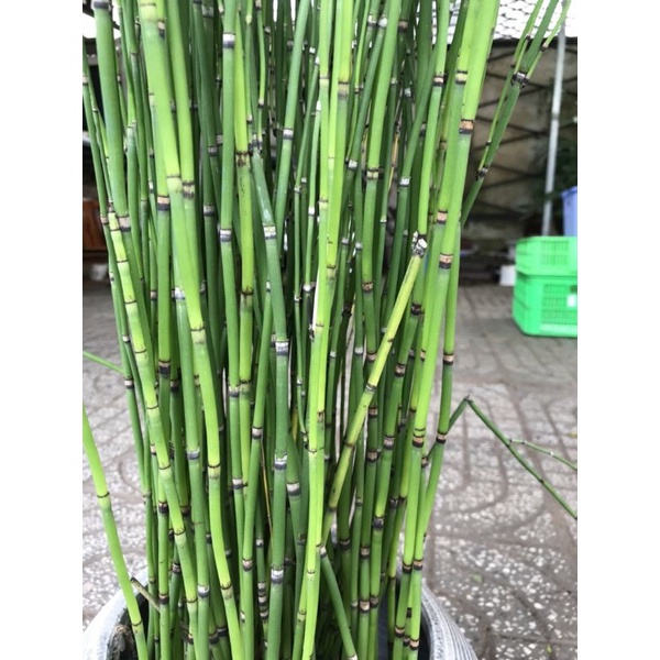 Thiền trúc ko lá