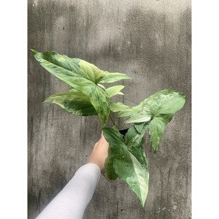 cây trầu bà syngonium podophyllum albo var trắng 2 gốc - không kèm chậu