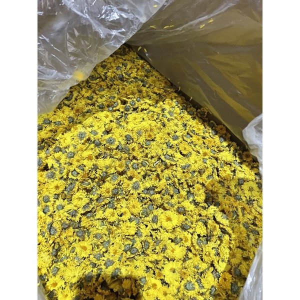 Combo 100gr Trà hoa cúc vàng sấy khô hàng đẹp khô