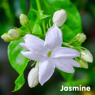 Tinh dầu hoa nhài Jasmine Essential Oil