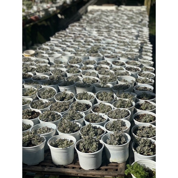 🌸 Sen Đá Size Trung 10cm Sedum Dù Xanh - Sen Dù tròn - Sen Dù Hoa Hồng, Lính Nhảy Dù 🌸