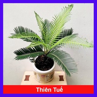 Cây thiên tuế - cây cảnh để bàn