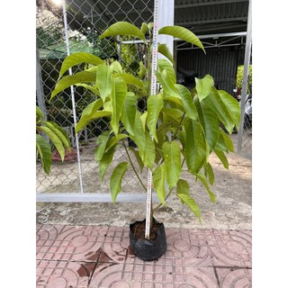 CÂY NGỌC LAN (HOA TRẮNG)- CÂY SỨ NGỌC LAN