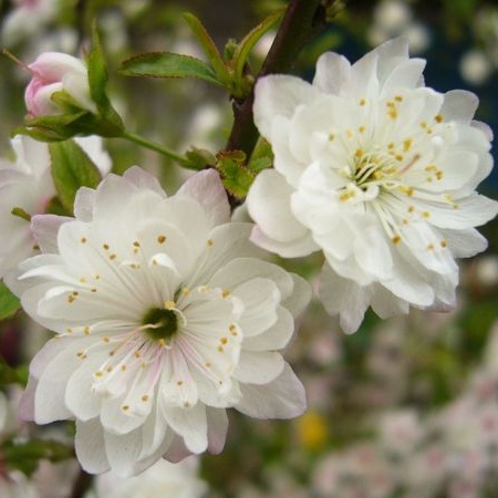 Cây Nhất Chi Mai Hoa Trắng Đã Có Hoa Cao 70cm lz5 LOẠI 01