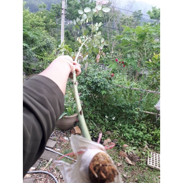 Cành chiết Tree Hồng cổ Sapa 90cm  đã dưỡng bầu ươm 1 tháng