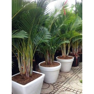 Chậu cây cau lụa vàng