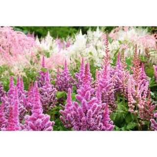 HOA 🌹 TẾT 🌸Hạt Giống Hoa Hạnh Phúc(1 gói tặng kèm phân bón )