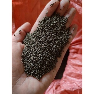 Hạt vừng tròn giống cổ (ngà hooc/ngà hoop). 500