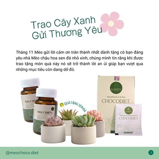 [HB GIFT] Quà tặng không bán - sen đá mini