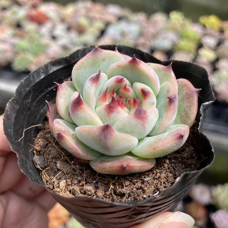 Sen đá Bánh bao lửa