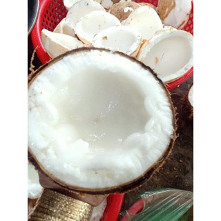 Dừa Sáp loại 2 lỏng to combo 2trái 3ký giá 150k