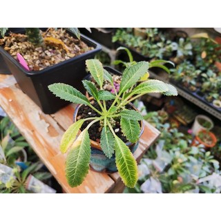 Set 5Hạt Mặt Trời Dorstenia sp