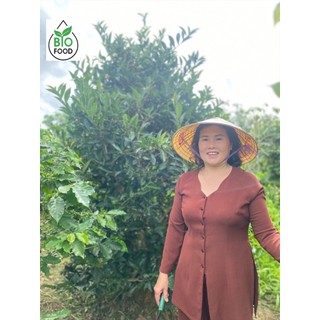 TRÀ DỨA TRƯỜNG NIÊN (Lá dứa thơm, Lá trà bancha)