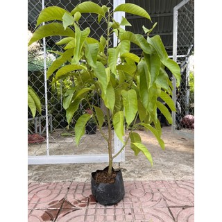 CÂY NGỌC LAN (HOA TRẮNG)- CÂY SỨ NGỌC LAN