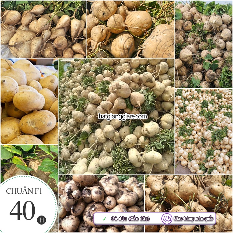 Hạt giống Củ Đậu ( Củ Sắn Dây ) - 40 Hạt