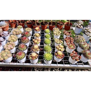sen đá phật bà