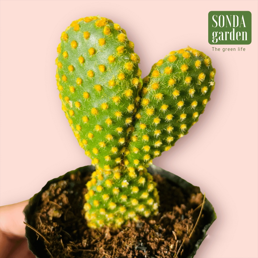 Xương rồng tai thỏ SONDA GARDEN size bé 5-8cm, cây cảnh trang trí nhà cửa, lỗi 1 đổi 1