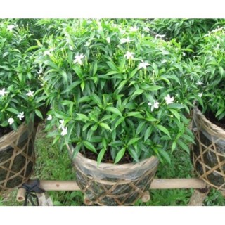combo 5 cây mai vạn phúc