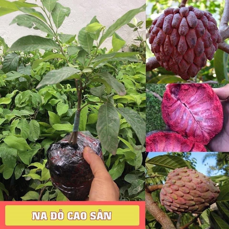 cây Giống Na đỏ cao sản (siêu sớm có bảo hành)