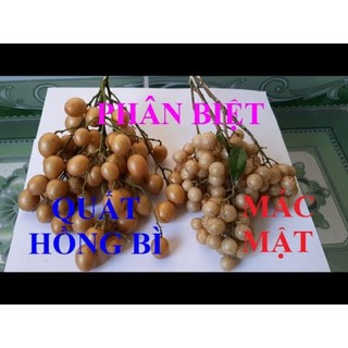 [FREESHIP] Quả Mắc Mật Khô ( Đặc Sản Tây Bắc )