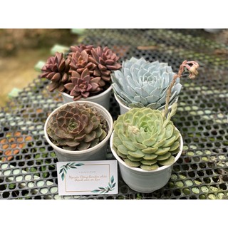 Combo 4 chậu sen đá trung ngẫu nhiên