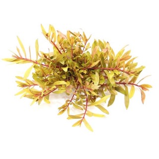Ammannia pedicellata 'Golden' - Cây Hoàng Hồng Thảo - Cây Thủy Sinh Cắt Cắm