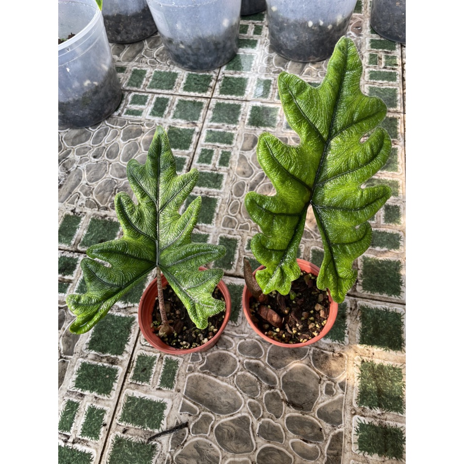 (Hình cây thật) Alocasia Jacklyn cây từ củ Indo, lá đầu 20cm