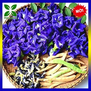 40 hạt giống hoa đậu biếc được trồng tại vườn nhà, Hạt giống hoa đậu biếc đóng túi zip
