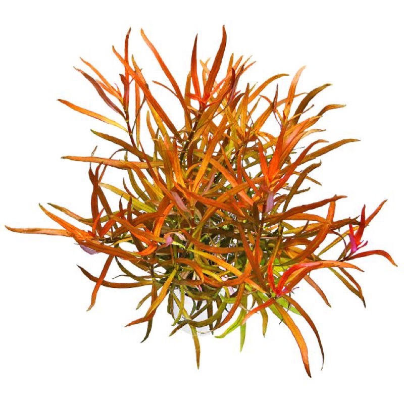 Ludwigia Arcuata - Cây Diệp Tài Hồng Lá Kim - Cây Thuỷ Sinh