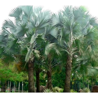 Hạt giống cây cọ mỹ  - gói 5hạt