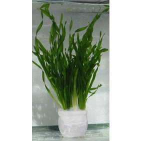 Cây thủy sinh HẸ XOẮN - Cây thủy sinh dễ trồng