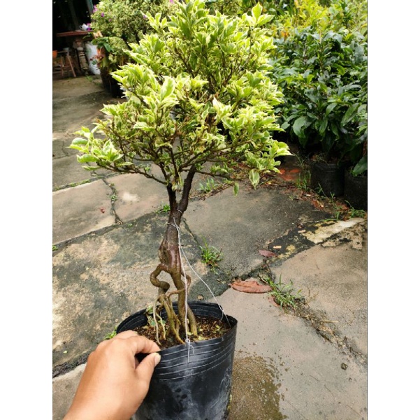 Chậu hoa giấy cẩm thạch