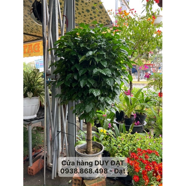 Cây HẠNH PHÚC 1 cốt - CÓ 3 LOẠI - HÌNH THẬT CHỤP TẠI CỬA HÀNG