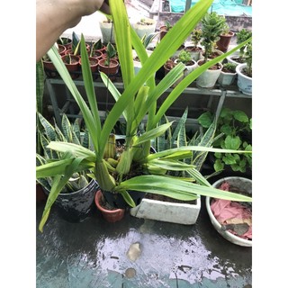 giò hoa lan vũ nữ mật ngọt