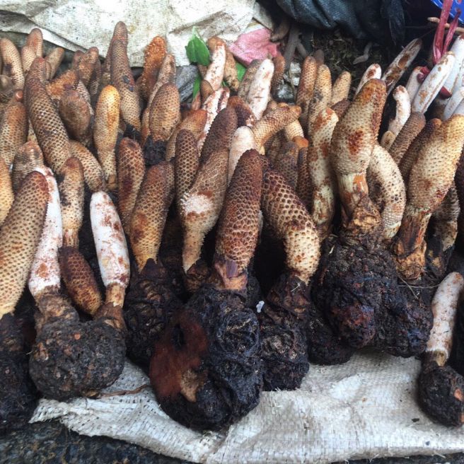 Nấm Ngọc Cẩu  T Ươi 01KG lz3 LOẠI 01