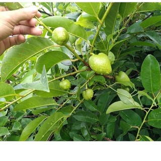 Lá và trái bình bát tươi 500g