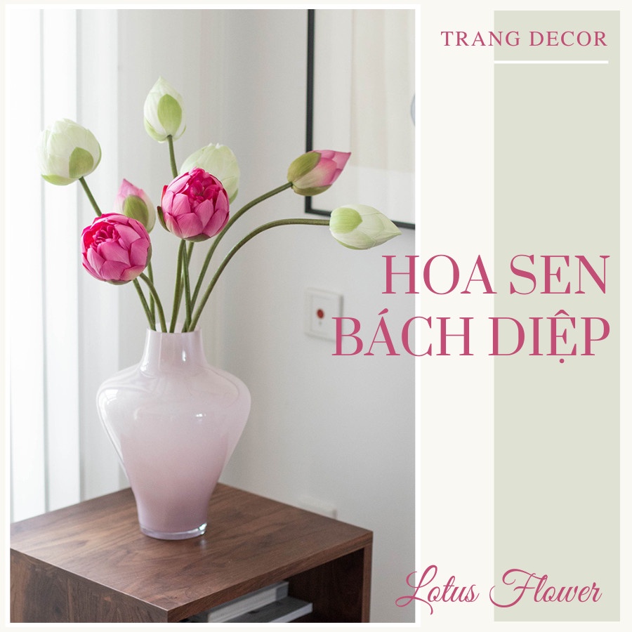 Hoa sen giả, ha sen bách diệp