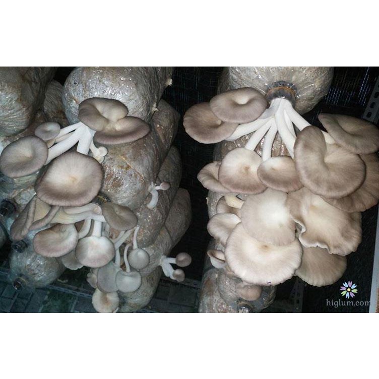Phôi nấm Bào ngư