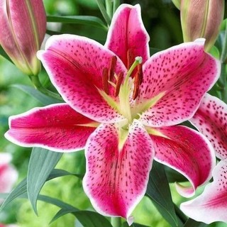 củ hoa ly cánh kép chuẩn tết