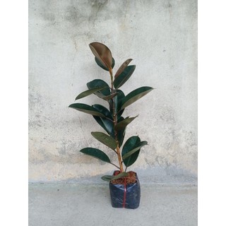Cây đa búp đỏ 1 nhánh cao 60-70cm