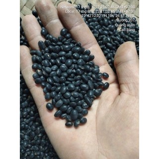 Đỗ tương đen giống thuần chủng cao bằng