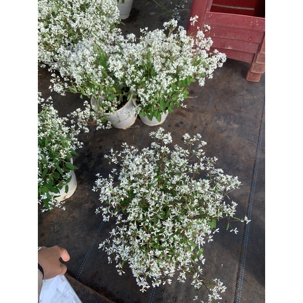 Cây hương tuyết cầu _ Nhà vườn Hoa Linh