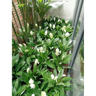 cây lan ý giống cỡ lớn ( như hình đăng) - 1 cây