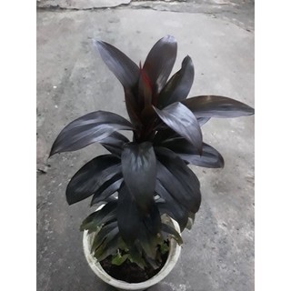 Phát tài lá đỏ / phát tài Hồng Kông