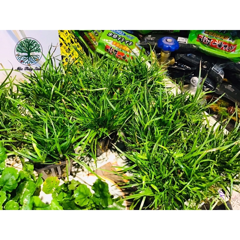 CÂY THUỶ SINH CỎ BẮP MỸ- TRỒNG TIỀN CẢNH, TRUNG CẢNH,HẬU CẢNH SIÊU ĐẸP CHO HỒ CÁ, HỒ THUỶ SINH