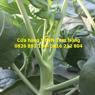 HẠT GIỐNG CẢI LÀN THÂN MẬP