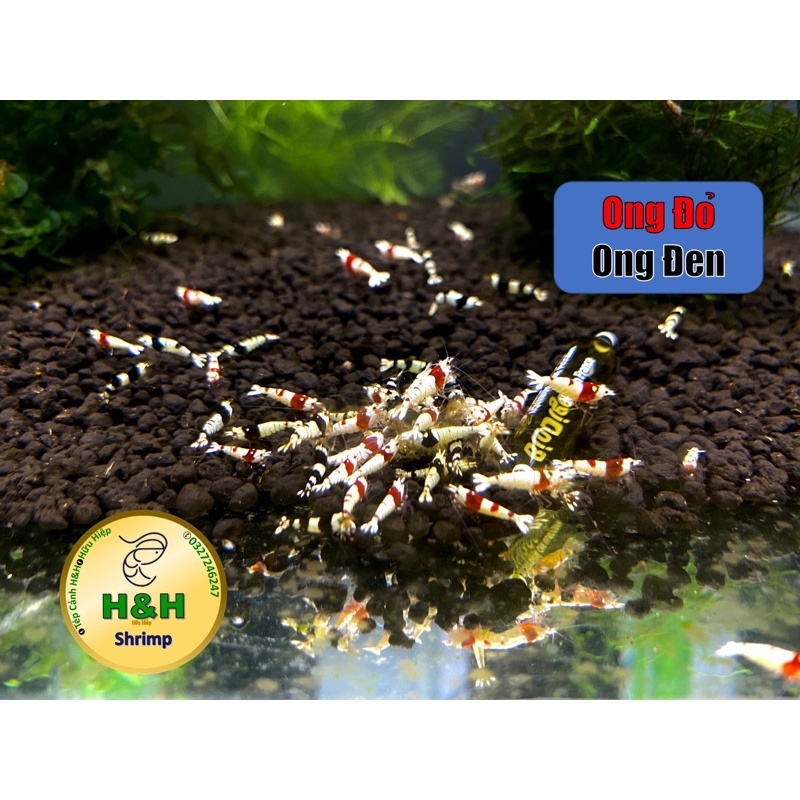 tép ong đỏ, ong đen trang trí thuỷ sinh